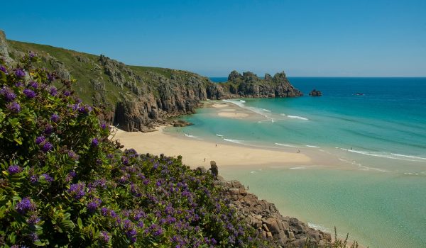 flowers on porthcurno cliffs