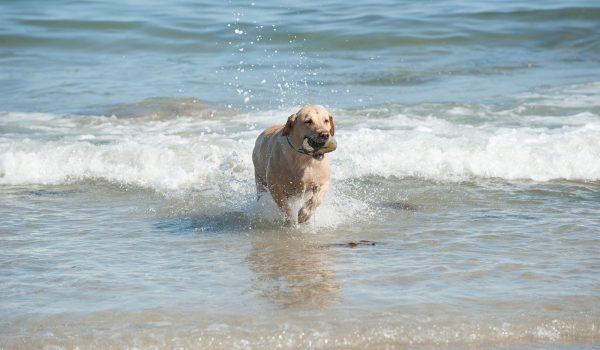 Cornwall - Dog Friendly Beaches