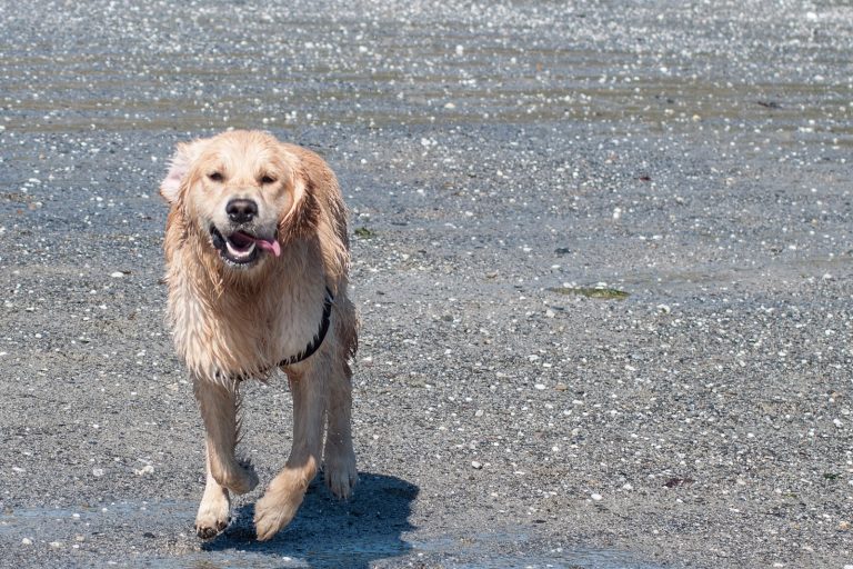 Dog friendly holidays in Cornwall