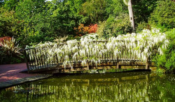 wisteria bridge