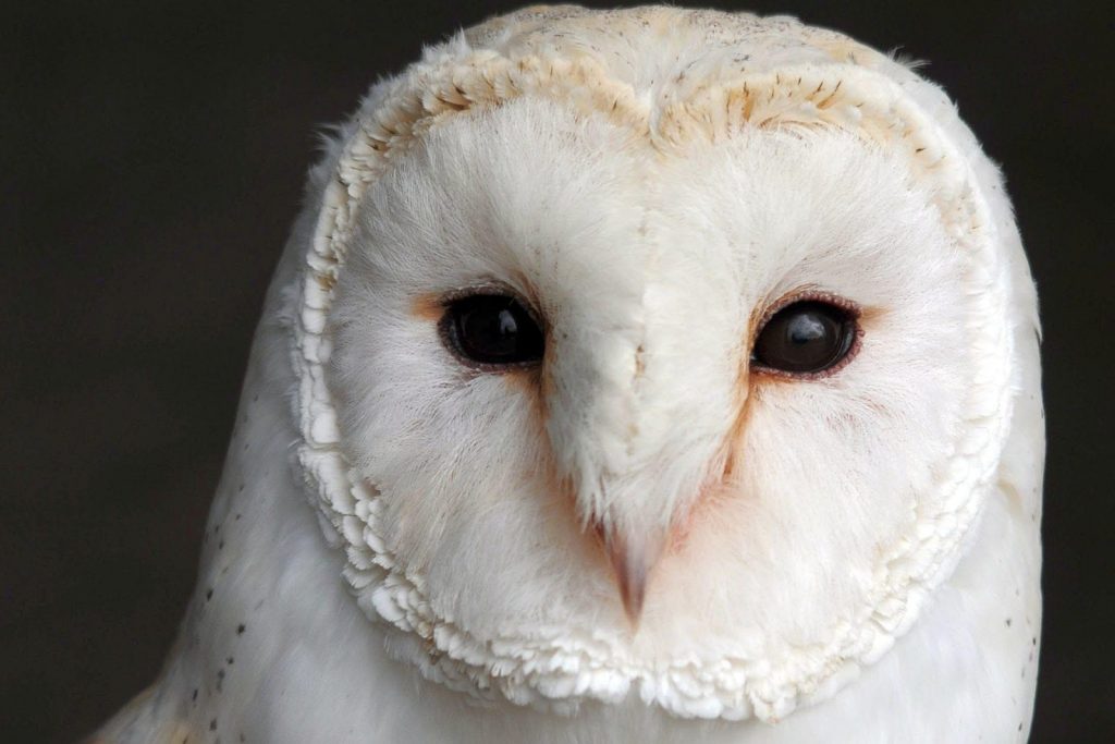 british barn owl-attractions-1600x1067px – Breaks in Cornwall