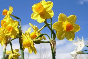 bright daffodils