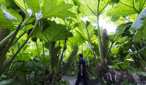 giant leaves at Trebah