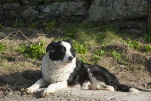Black and white collie laying in the sand