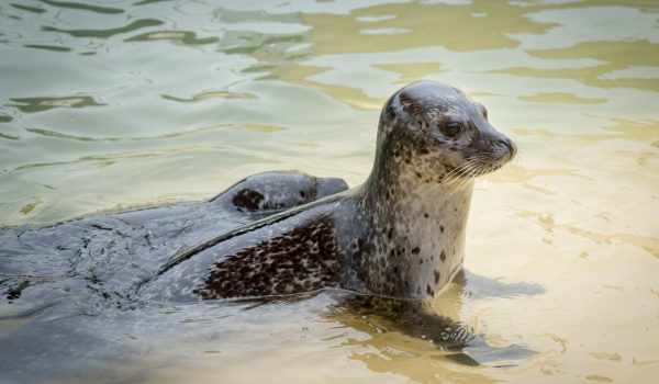 Young seals at the Cornish Seal Sanctuary