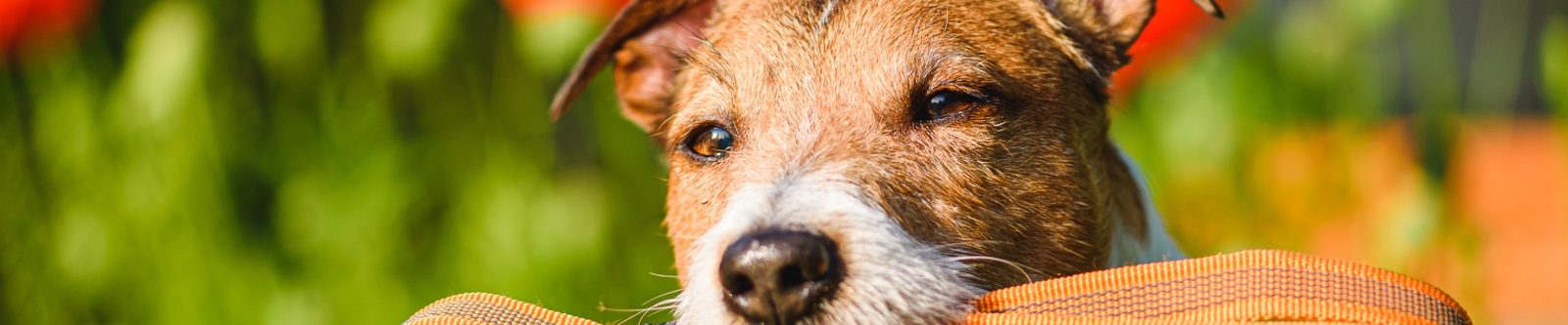 little brown and white dog with leather lead in its mouth