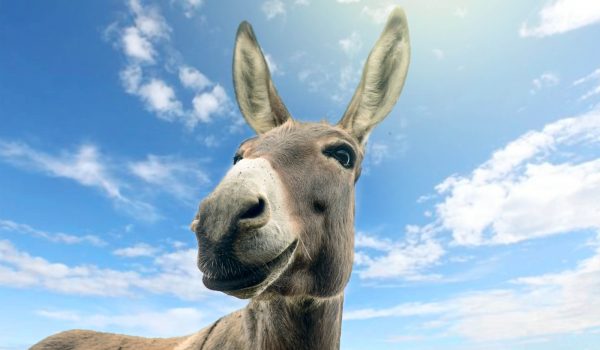 cheerful donkey with long ears