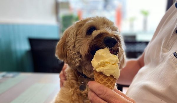 Koffiji dog eating an ice-cream