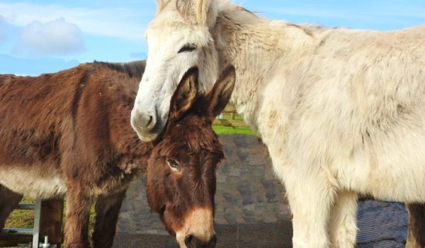 Pearl and Maisy from the Flicka Foundation Donkey Sanctuary