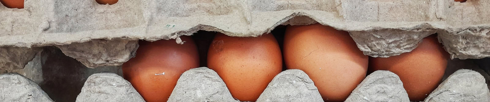 fresh eggs on paper egg trays