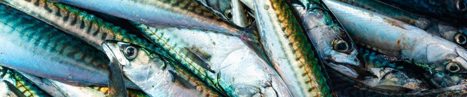 Close-up of Fresh Mackerel