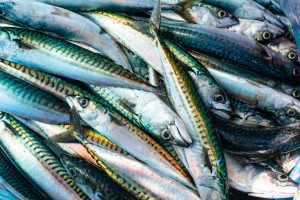 Close-up of Fresh Mackerel