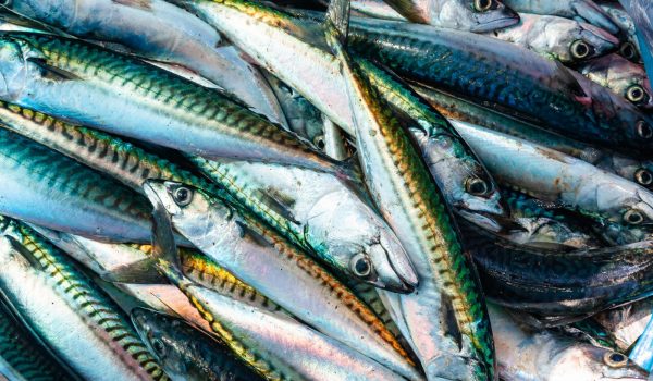 Close-up of Fresh Mackerel