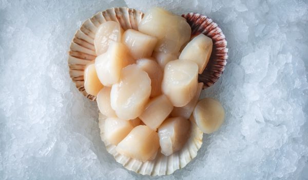 Fresh seafood. Scallops on ice.