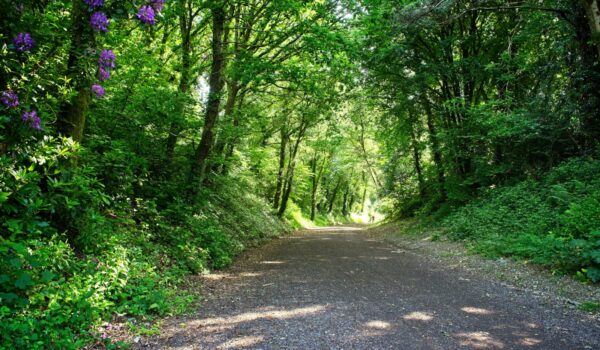 This old railway track is now used as a cycle and walking path, near Bodmin, Cornwall, England, UK.