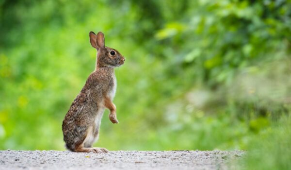 wild rabbit